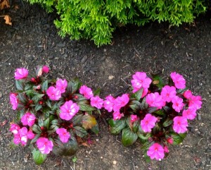 springdeb